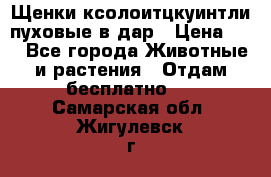 Щенки ксолоитцкуинтли пуховые в дар › Цена ­ 1 - Все города Животные и растения » Отдам бесплатно   . Самарская обл.,Жигулевск г.
